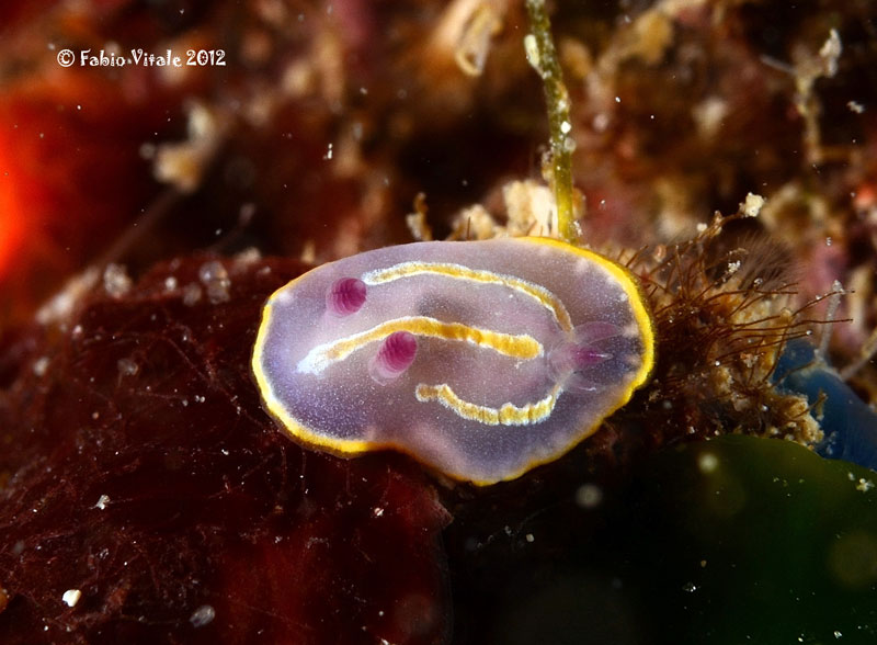 Chromodoris britoi o khroni ?